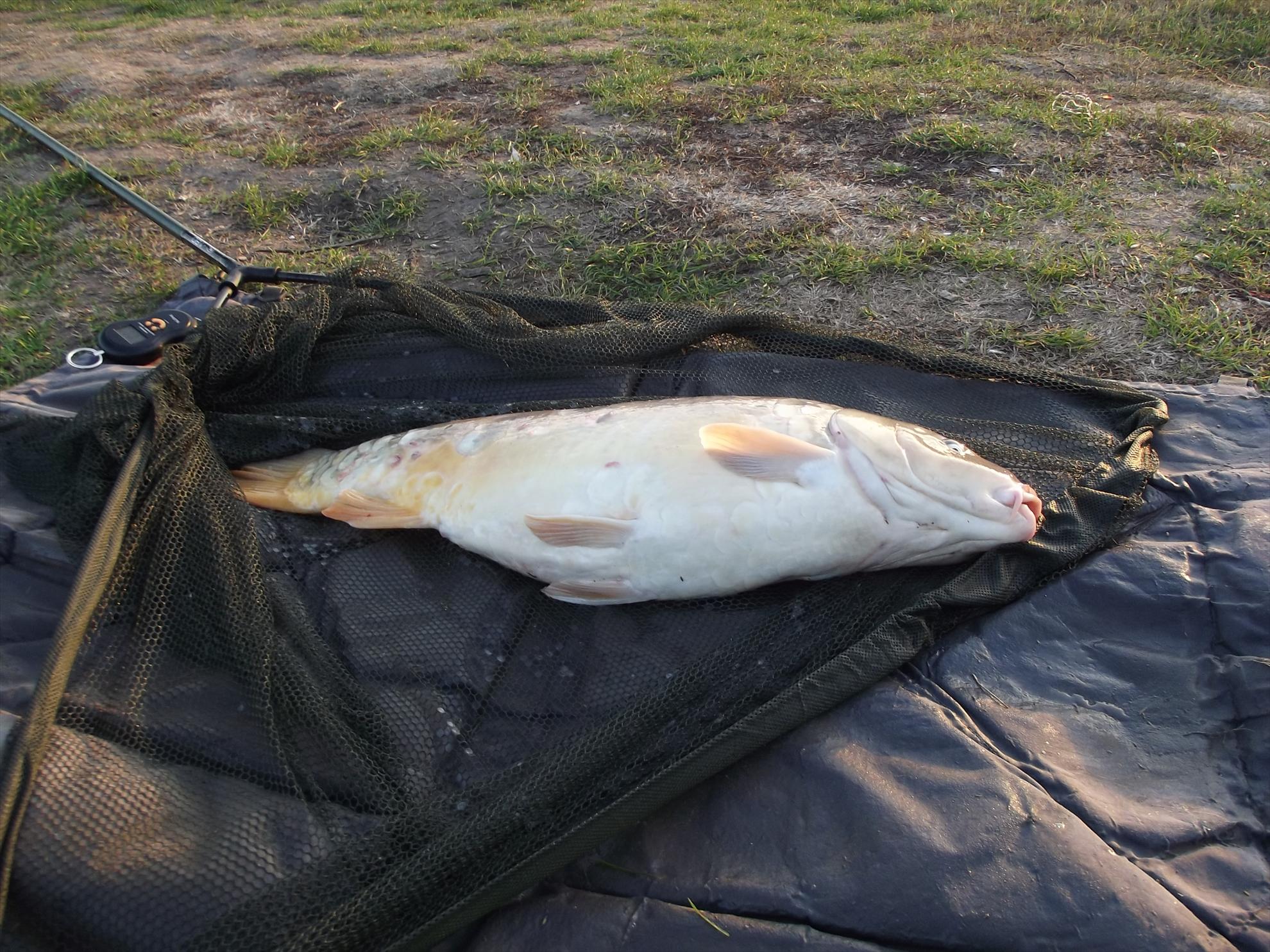 pescuit M.Vlasiei  2012 - dscf0292.JPG